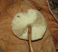 Collybiopsis gibbosa