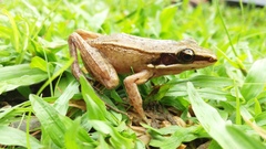 Indosylvirana nicobariensis