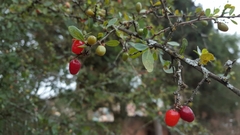 Condalia velutina