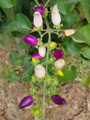 Amphilophium paniculatum