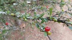 Condalia velutina