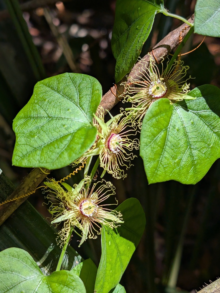 Passiflora fanchoniae