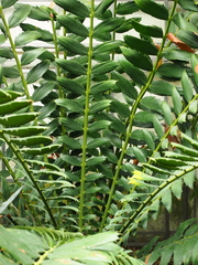 Encephalartos ferox