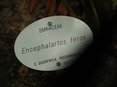 Encephalartos ferox