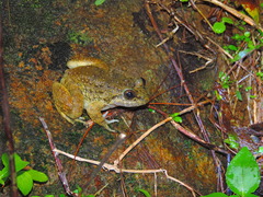 Limnonectes kuhlii