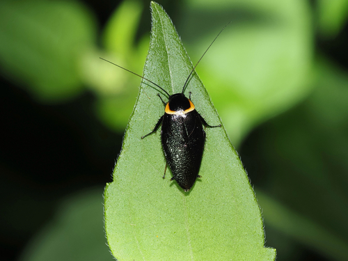 Pallid Sun Roach