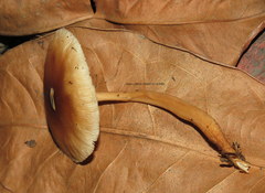 Collybiopsis gibbosa