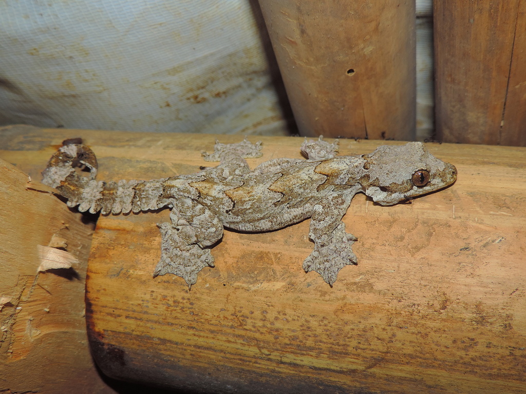 Gliding Gecko