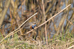 Luscinia svecica svecica