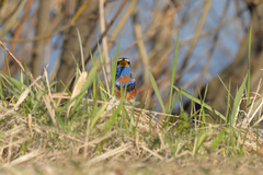 Luscinia svecica svecica