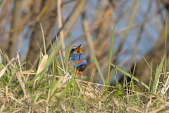 Luscinia svecica svecica