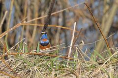Luscinia svecica svecica
