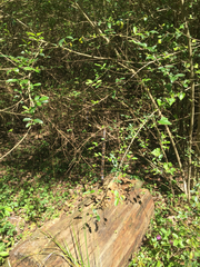 Pantherophis obsoletus