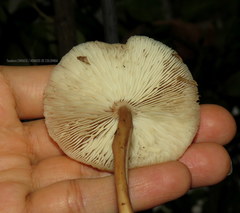 Collybiopsis gibbosa