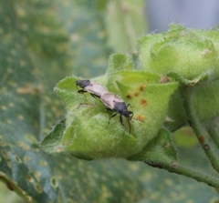 Oxycarenus hyalinipennis