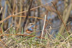 Luscinia svecica svecica