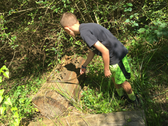 Pantherophis obsoletus