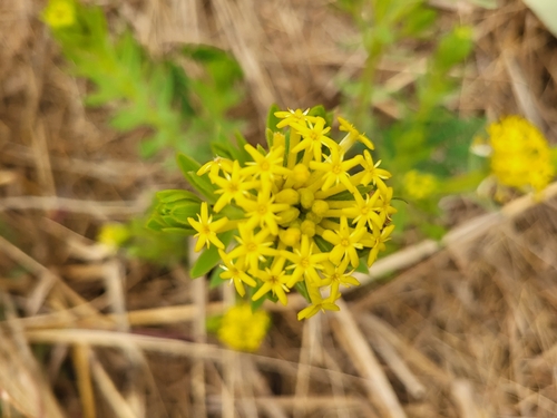 Yellowhead Curryflower