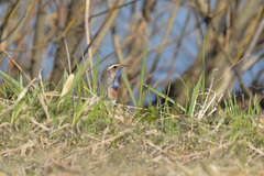 Luscinia svecica svecica