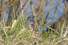 Luscinia svecica svecica