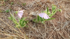 Lycianthes moziniana