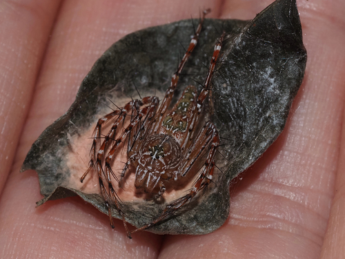 Hieroglyph Fairy Lynx Spider