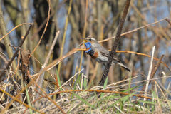 Luscinia svecica svecica