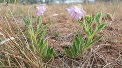 Lycianthes moziniana