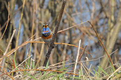 Luscinia svecica svecica