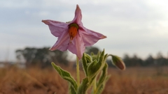 Lycianthes moziniana