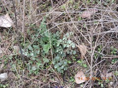Pimpinella villosa
