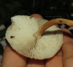 Collybiopsis gibbosa
