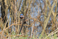 Luscinia svecica svecica