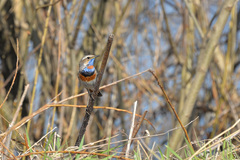 Luscinia svecica svecica