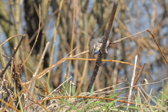 Luscinia svecica svecica