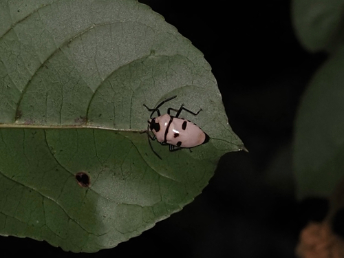 Death Head Bug