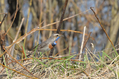 Luscinia svecica svecica