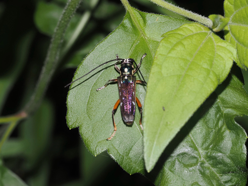 Glenea pulchra