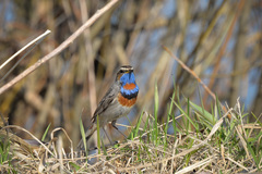 Luscinia svecica svecica