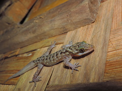 Cyrtodactylus marmoratus