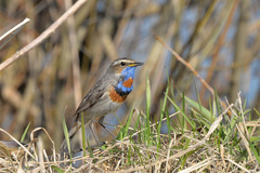 Luscinia svecica svecica