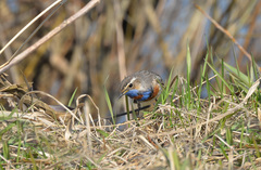 Luscinia svecica svecica