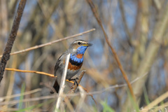 Luscinia svecica svecica
