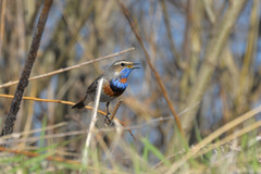 Luscinia svecica svecica