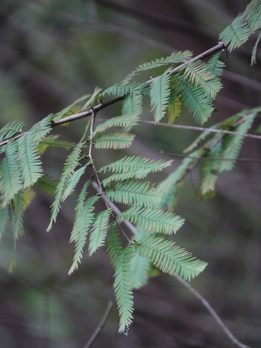 Metasequoia glyptostroboides, 2026-09-30