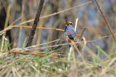 Luscinia svecica svecica