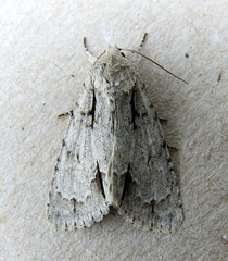 Acronicta laetifica