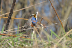 Luscinia svecica svecica