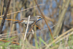 Luscinia svecica svecica