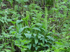 Allium microdictyon